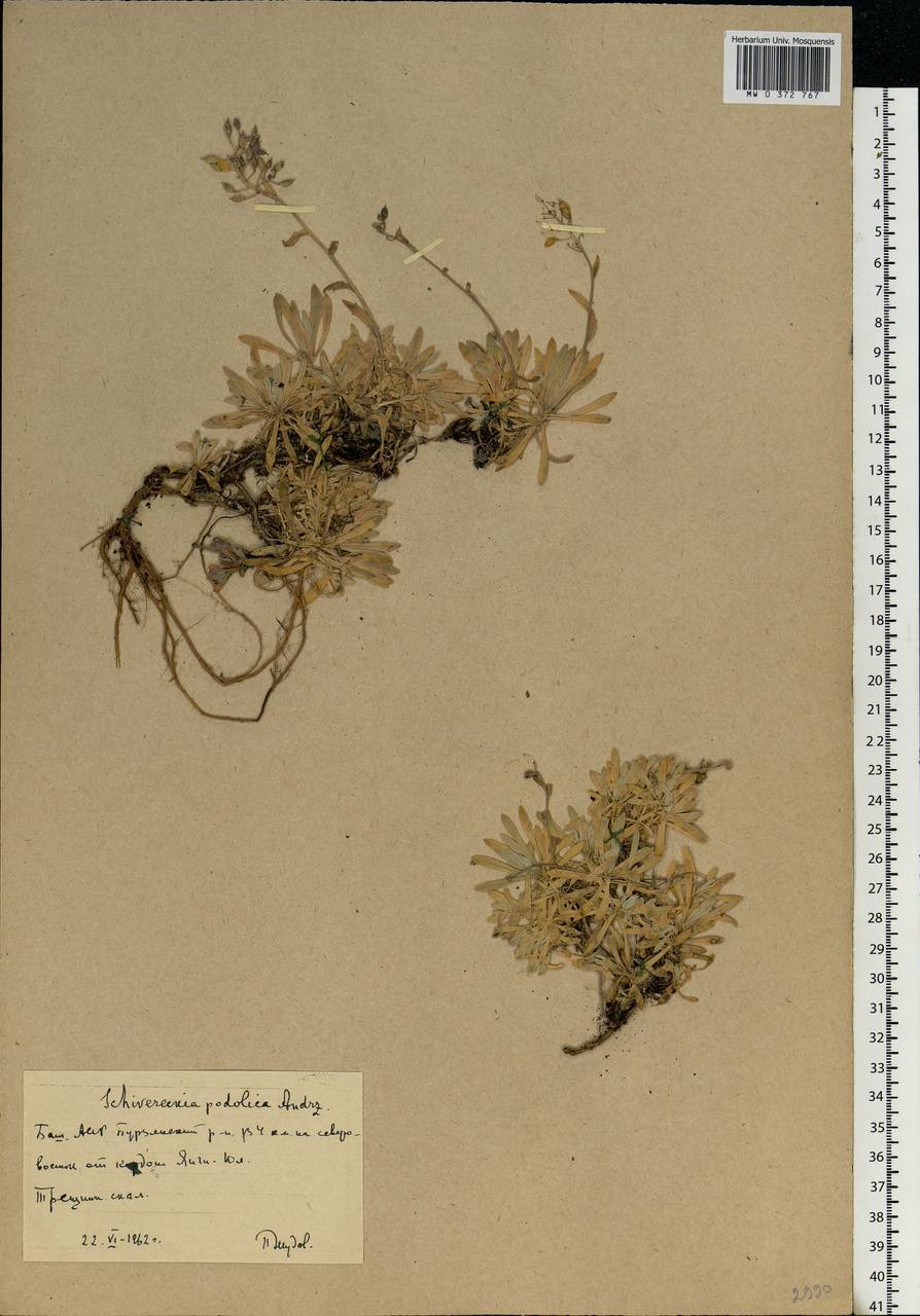 Draba hyperborea (L.) Desv., Eastern Europe, Eastern region (E10) (Russia)