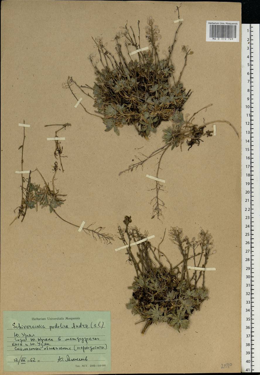 Draba hyperborea (L.) Desv., Eastern Europe, Eastern region (E10) (Russia)