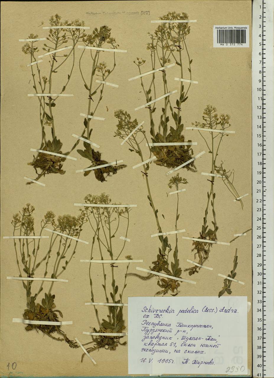 Draba hyperborea (L.) Desv., Eastern Europe, Eastern region (E10) (Russia)