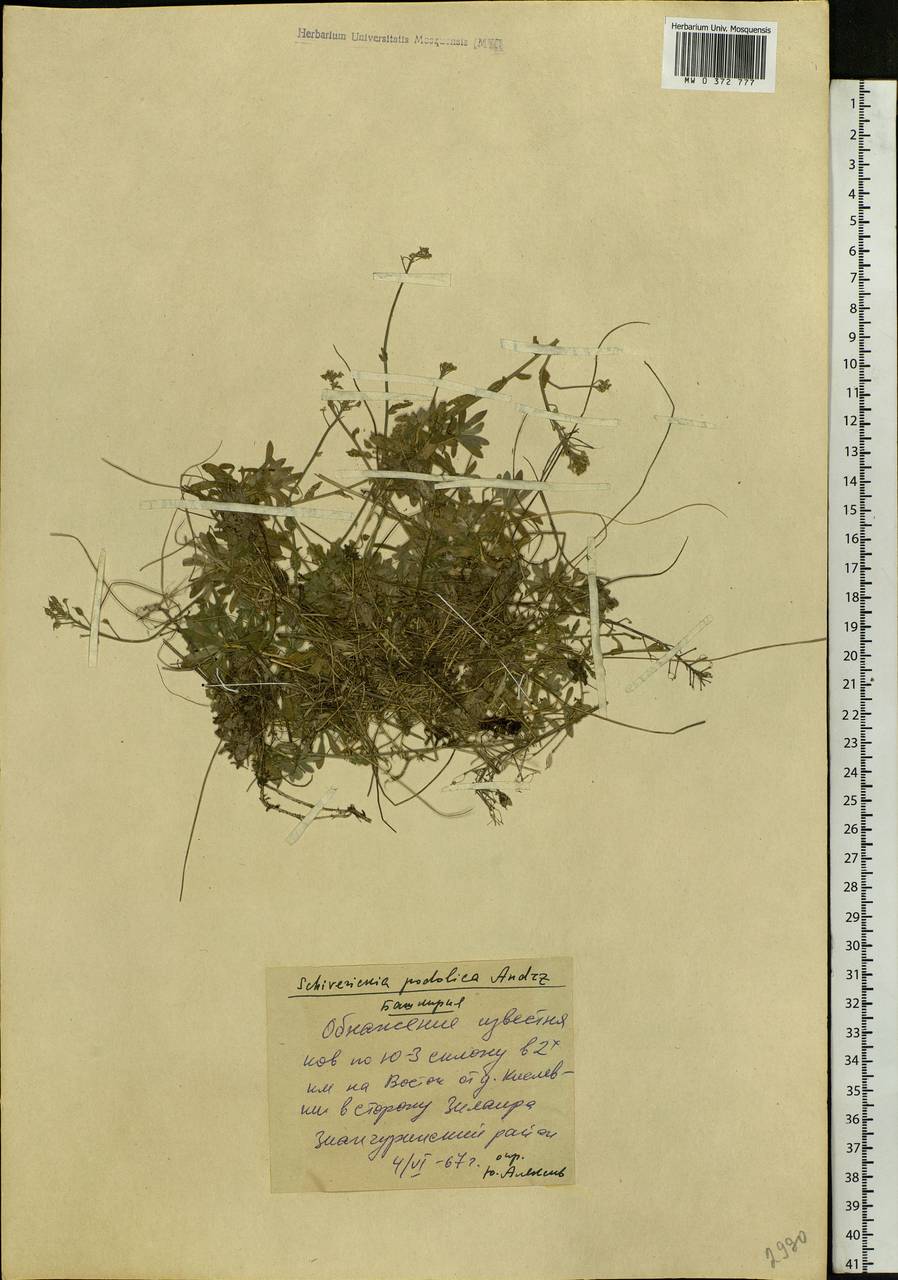 Draba hyperborea (L.) Desv., Eastern Europe, Eastern region (E10) (Russia)