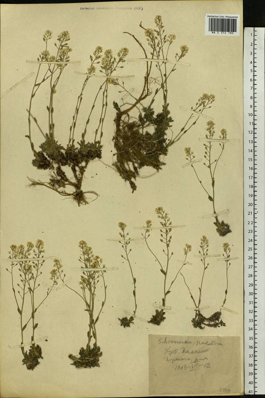 Draba hyperborea (L.) Desv., Eastern Europe, North Ukrainian region (E11) (Ukraine)