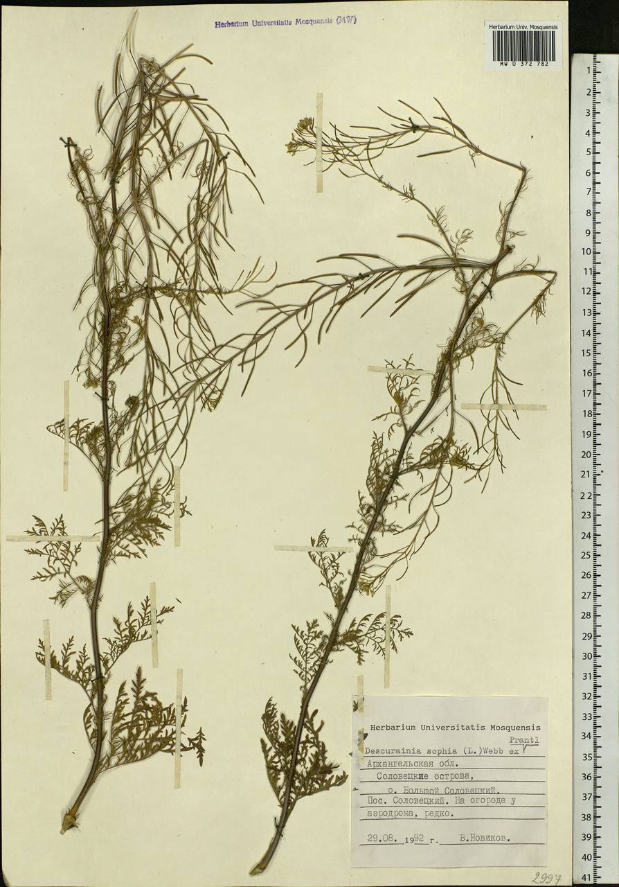 Descurainia sophia (L.) Webb ex Prantl, Eastern Europe, Northern region (E1) (Russia)