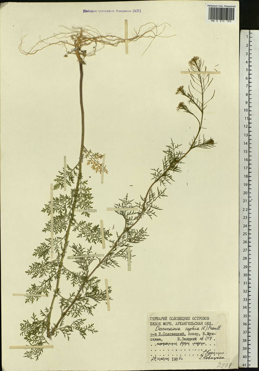 Descurainia sophia (L.) Webb ex Prantl, Eastern Europe, Northern region (E1) (Russia)