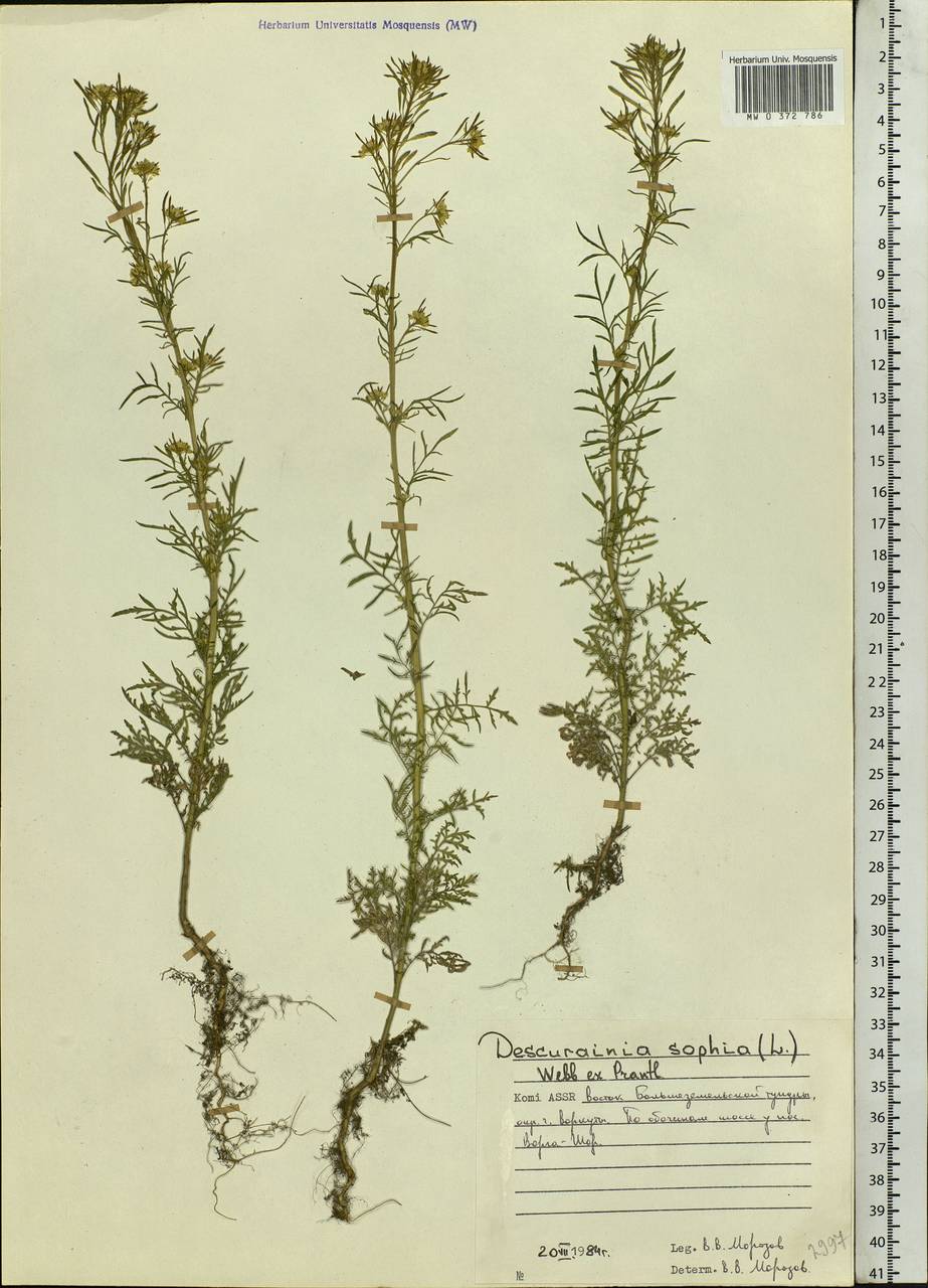 Descurainia sophia (L.) Webb ex Prantl, Eastern Europe, Northern region (E1) (Russia)