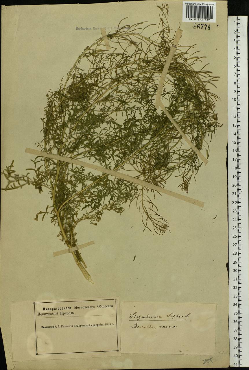 Descurainia sophia (L.) Webb ex Prantl, Eastern Europe, Northern region (E1) (Russia)