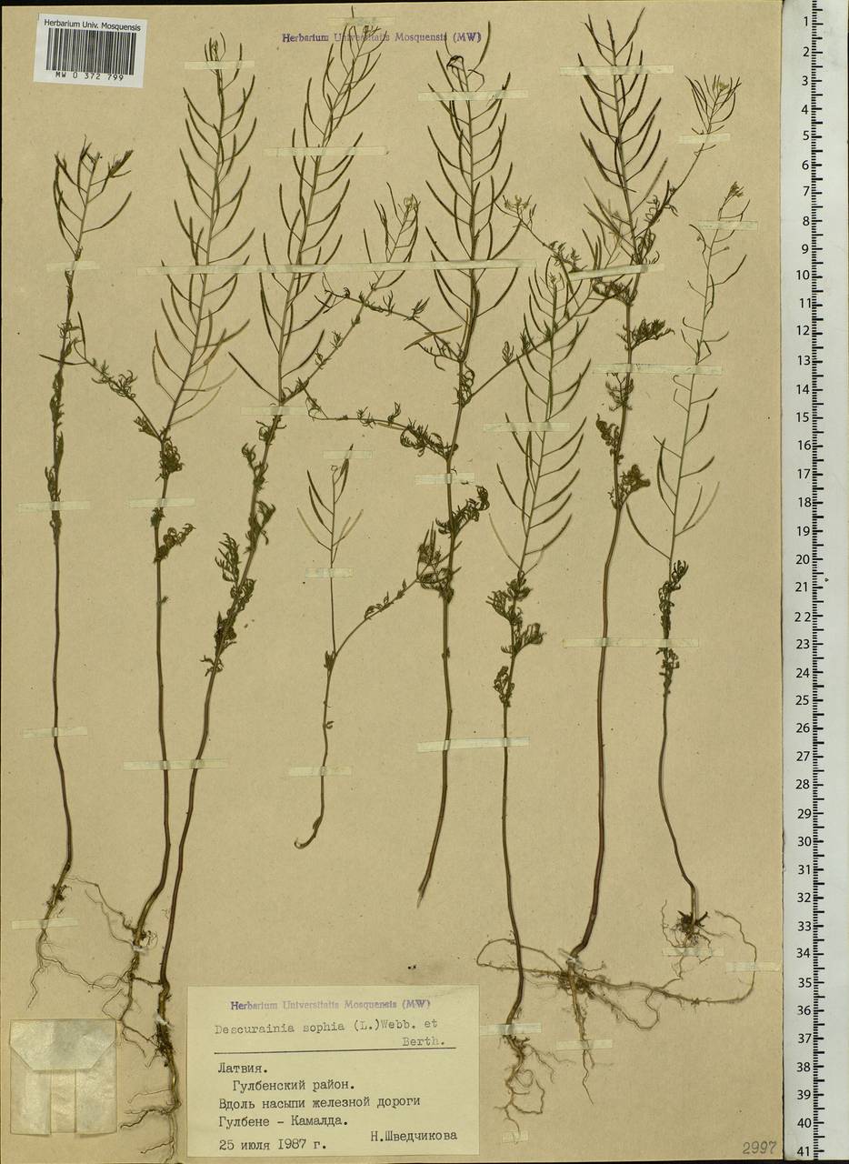 Descurainia sophia (L.) Webb ex Prantl, Eastern Europe, Latvia (E2b) (Latvia)