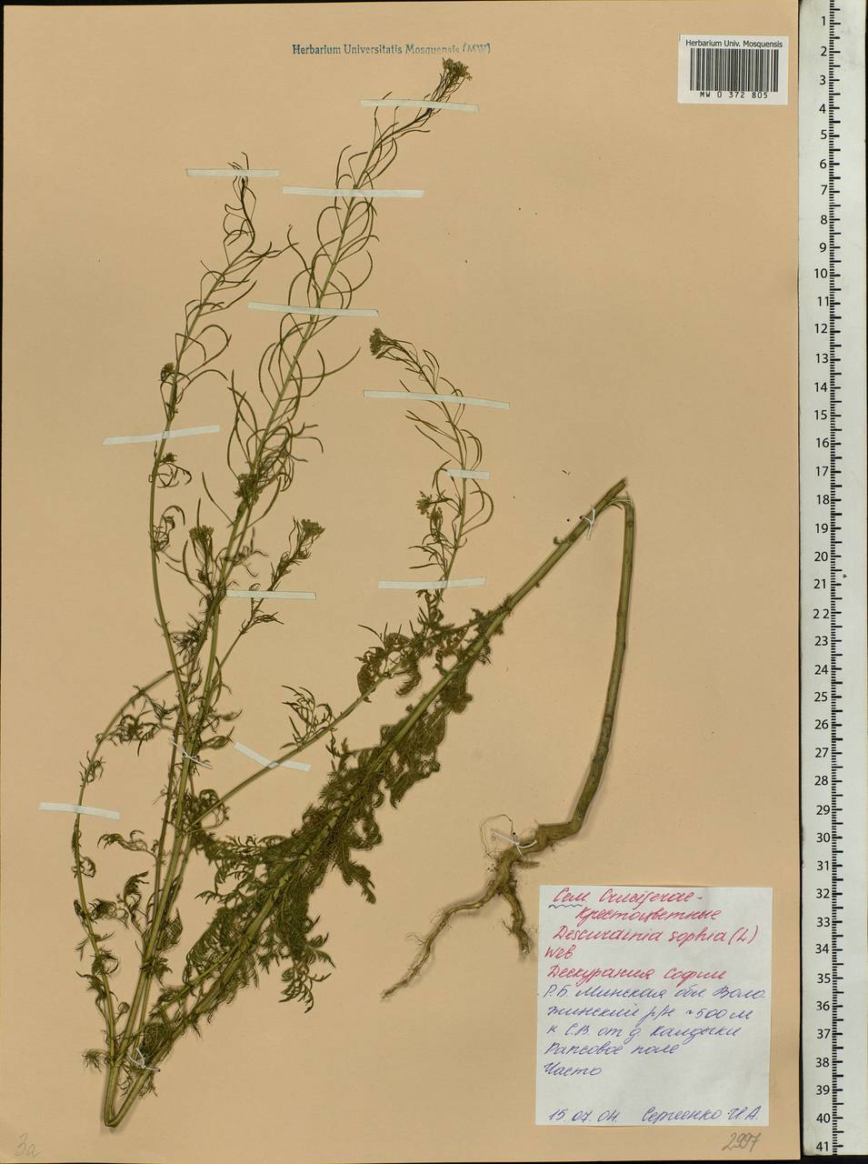Descurainia sophia (L.) Webb ex Prantl, Eastern Europe, Belarus (E3a) (Belarus)