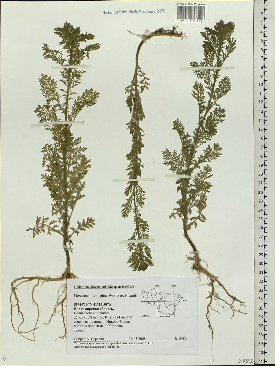 Descurainia sophia (L.) Webb ex Prantl, Eastern Europe, Central region (E4) (Russia)