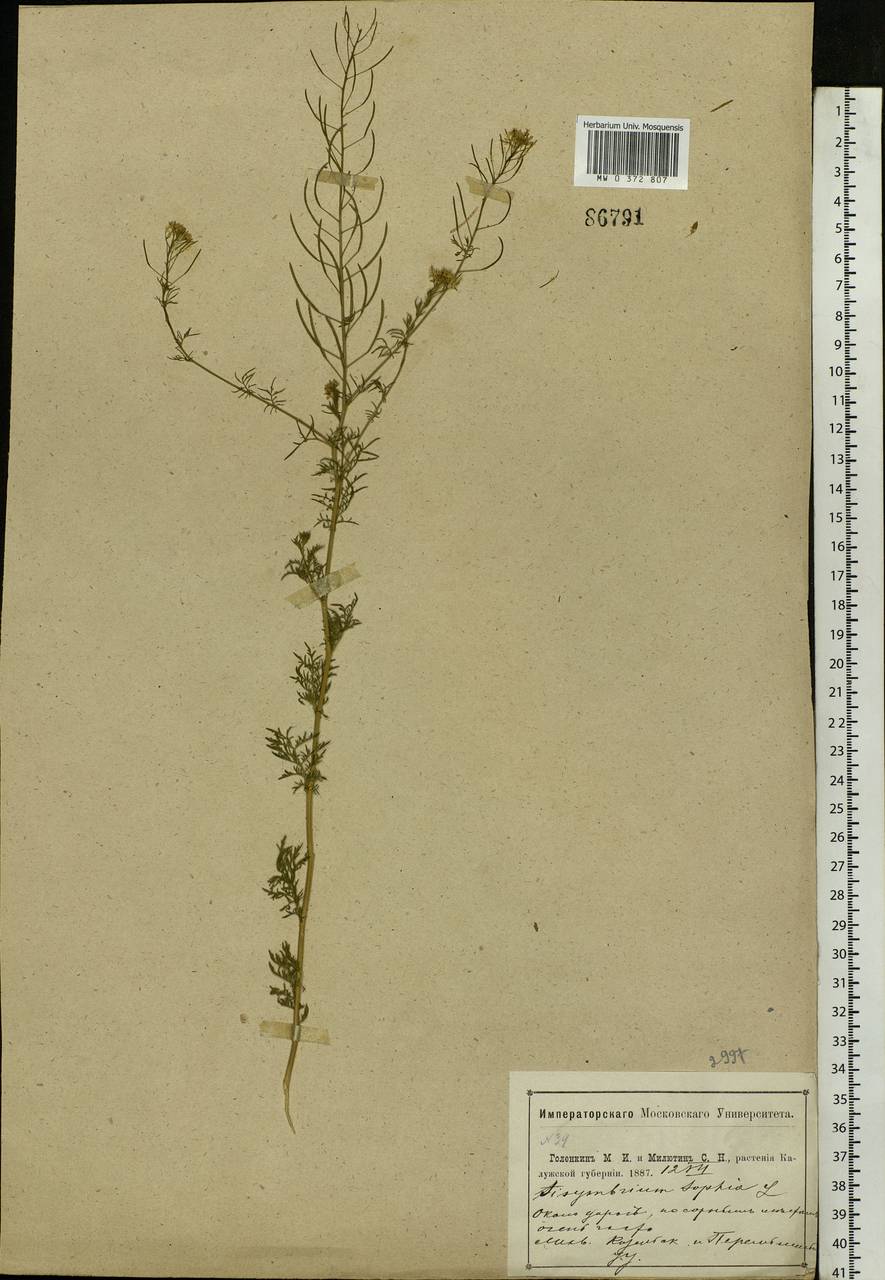 Descurainia sophia (L.) Webb ex Prantl, Eastern Europe, Central region (E4) (Russia)