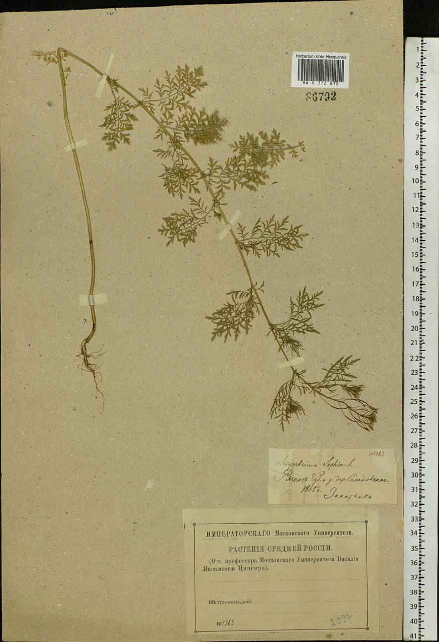 Descurainia sophia (L.) Webb ex Prantl, Eastern Europe, Central region (E4) (Russia)