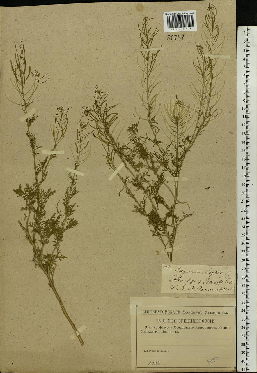 Descurainia sophia (L.) Webb ex Prantl, Eastern Europe, Central region (E4) (Russia)