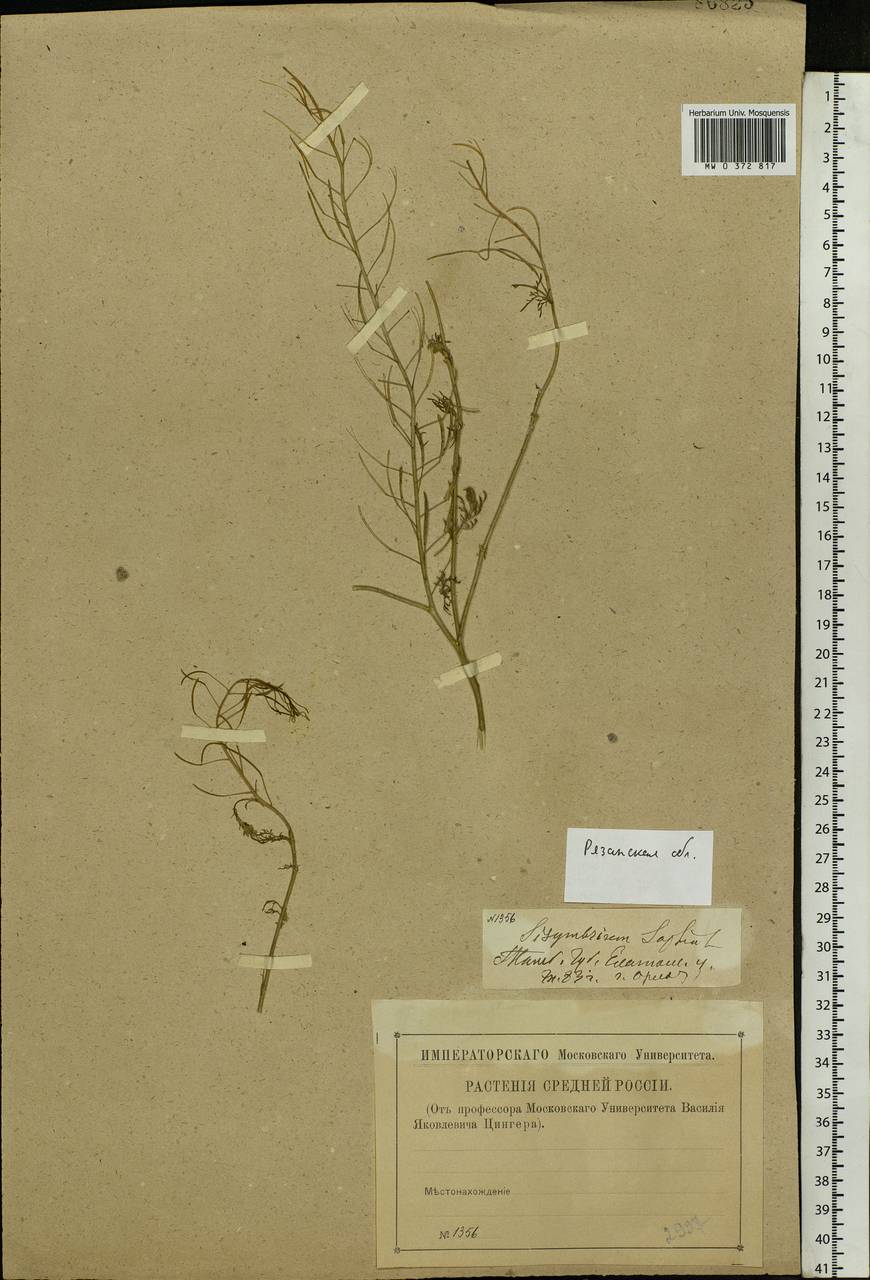 Descurainia sophia (L.) Webb ex Prantl, Eastern Europe, Central region (E4) (Russia)