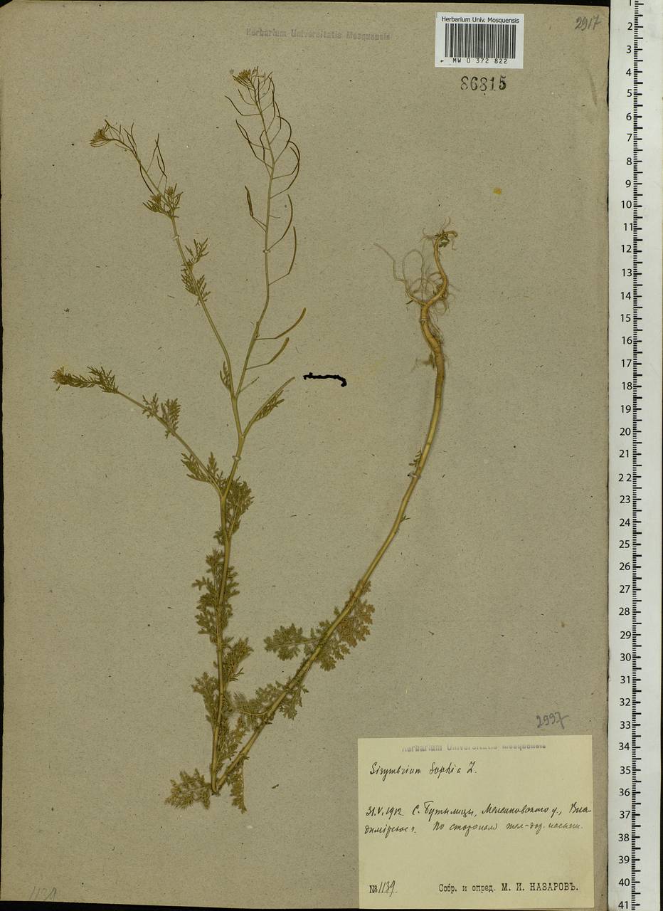 Descurainia sophia (L.) Webb ex Prantl, Eastern Europe, Central region (E4) (Russia)
