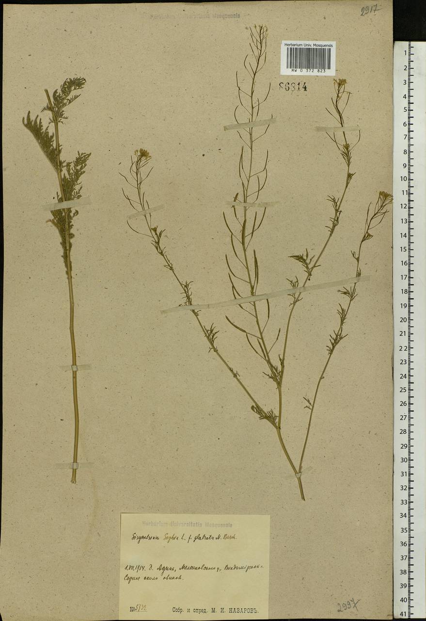 Descurainia sophia (L.) Webb ex Prantl, Eastern Europe, Central region (E4) (Russia)