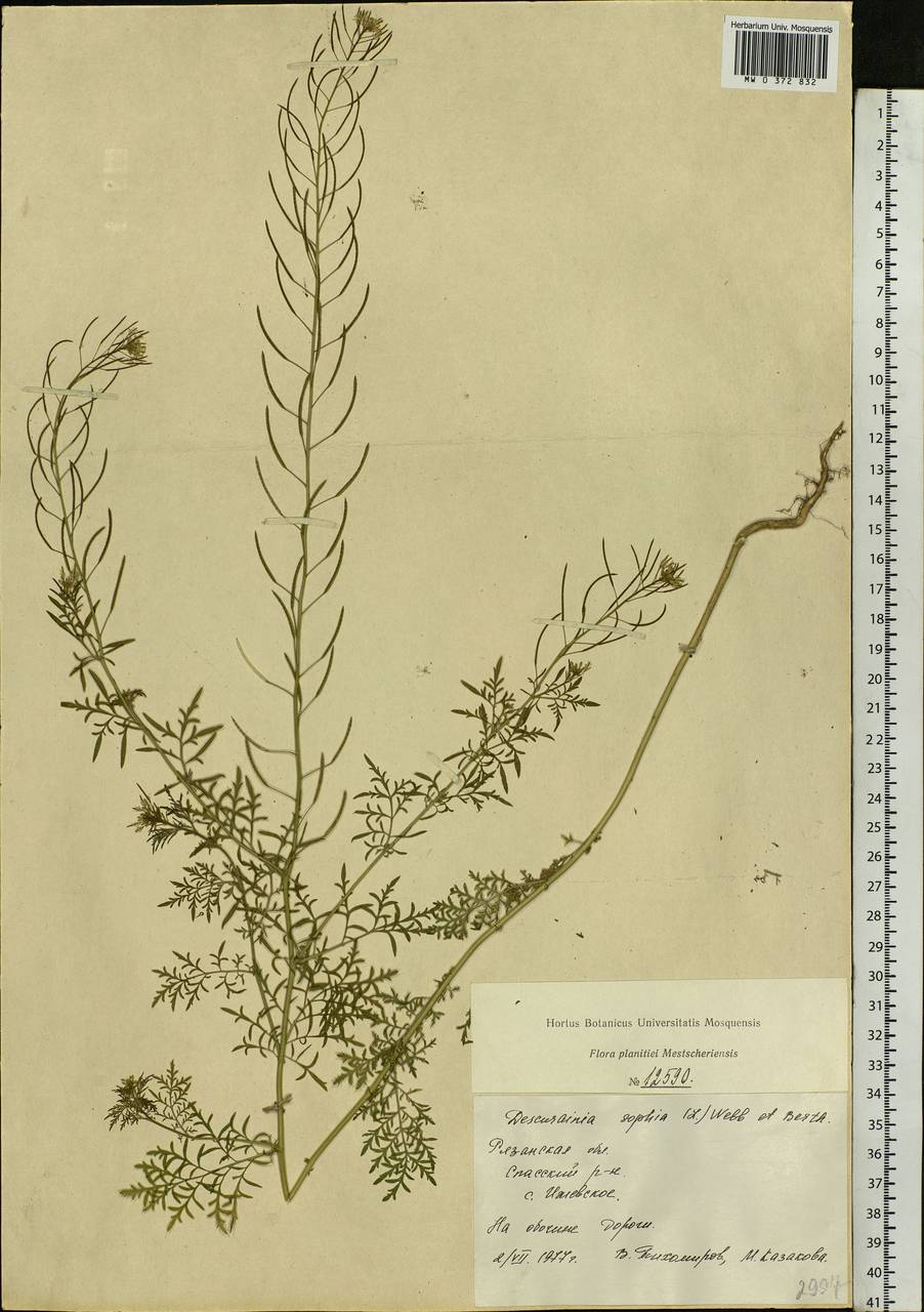 Descurainia sophia (L.) Webb ex Prantl, Eastern Europe, Central region (E4) (Russia)