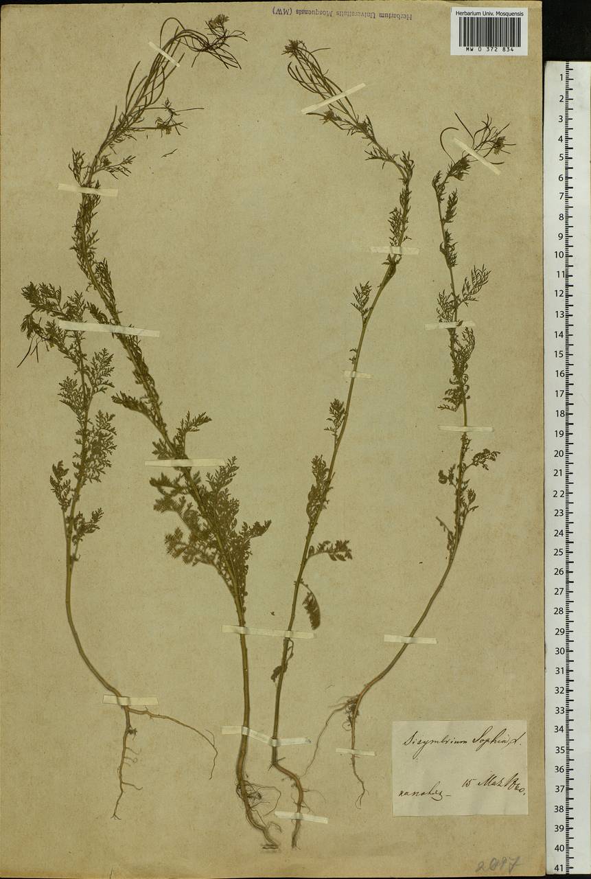 Descurainia sophia (L.) Webb ex Prantl, Eastern Europe, Central region (E4) (Russia)
