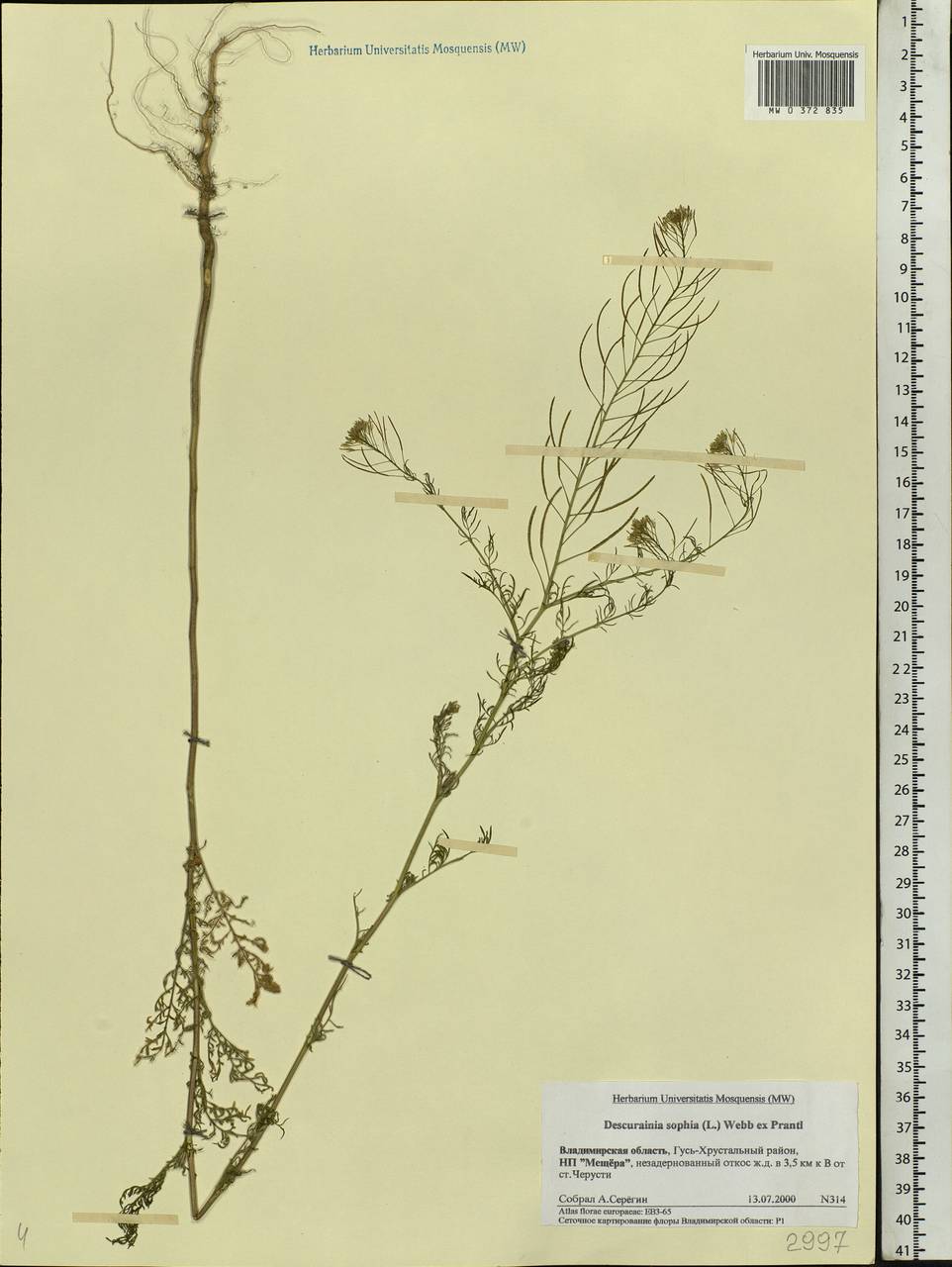 Descurainia sophia (L.) Webb ex Prantl, Eastern Europe, Central region (E4) (Russia)