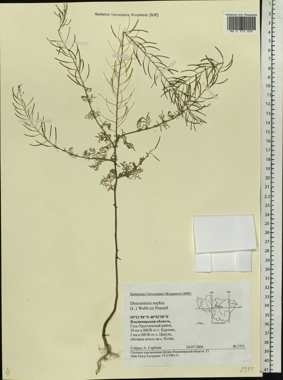 Descurainia sophia (L.) Webb ex Prantl, Eastern Europe, Central region (E4) (Russia)