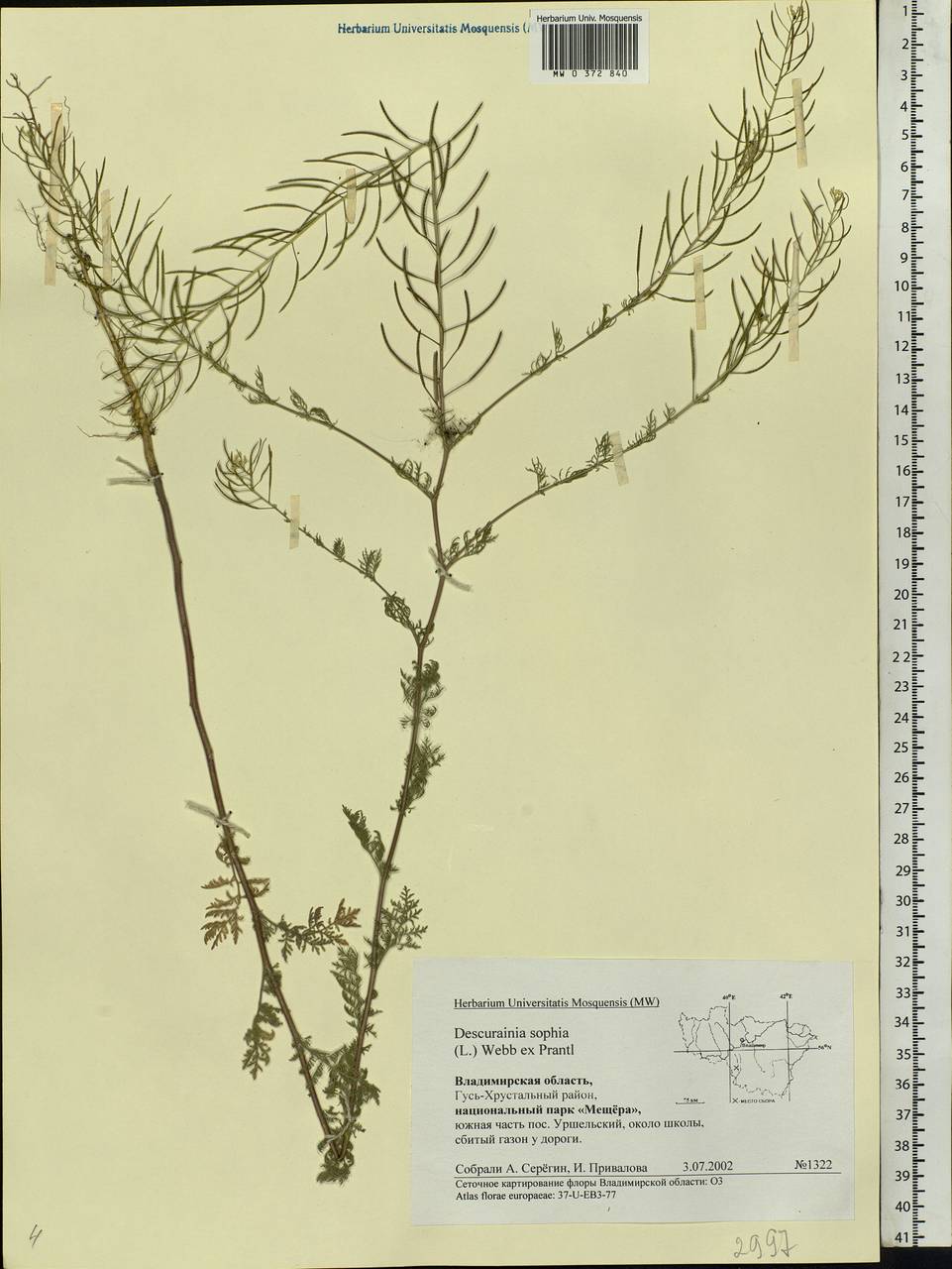 Descurainia sophia (L.) Webb ex Prantl, Eastern Europe, Central region (E4) (Russia)