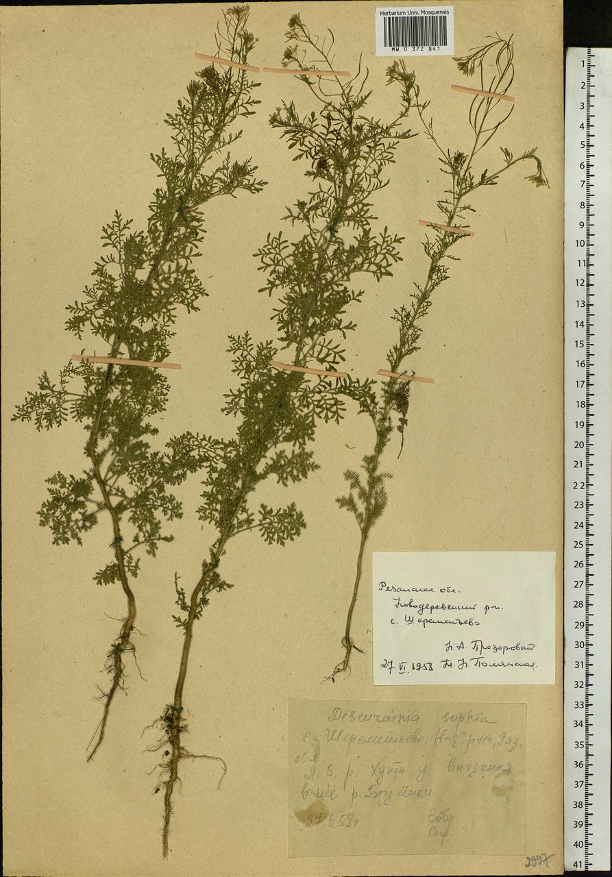 Descurainia sophia (L.) Webb ex Prantl, Eastern Europe, Central region (E4) (Russia)