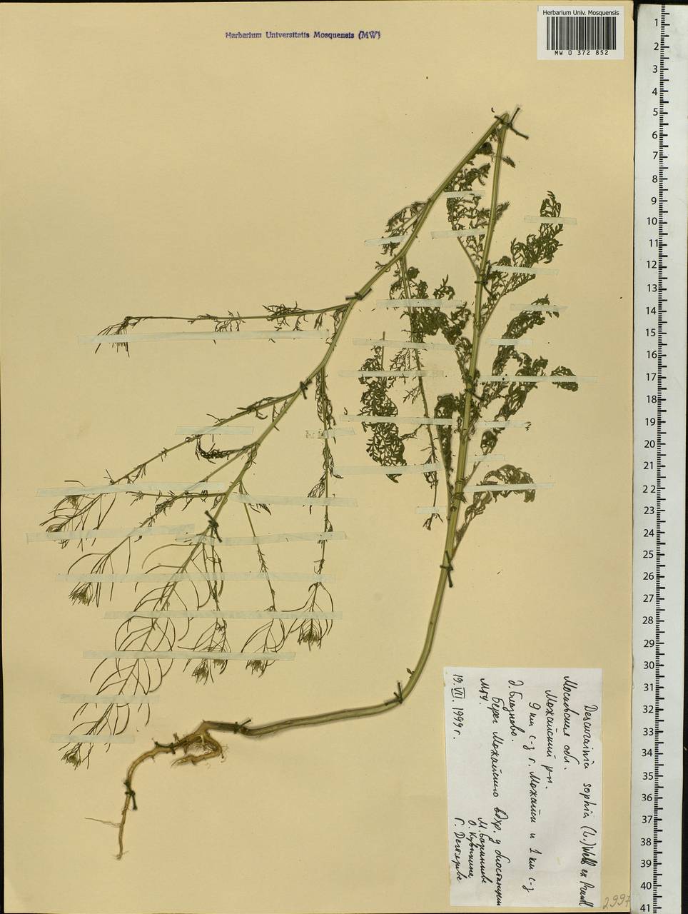 Descurainia sophia (L.) Webb ex Prantl, Eastern Europe, Moscow region (E4a) (Russia)