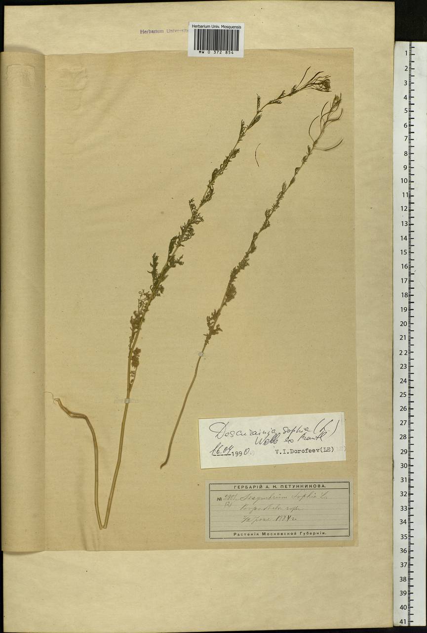 Descurainia sophia (L.) Webb ex Prantl, Eastern Europe, Moscow region (E4a) (Russia)