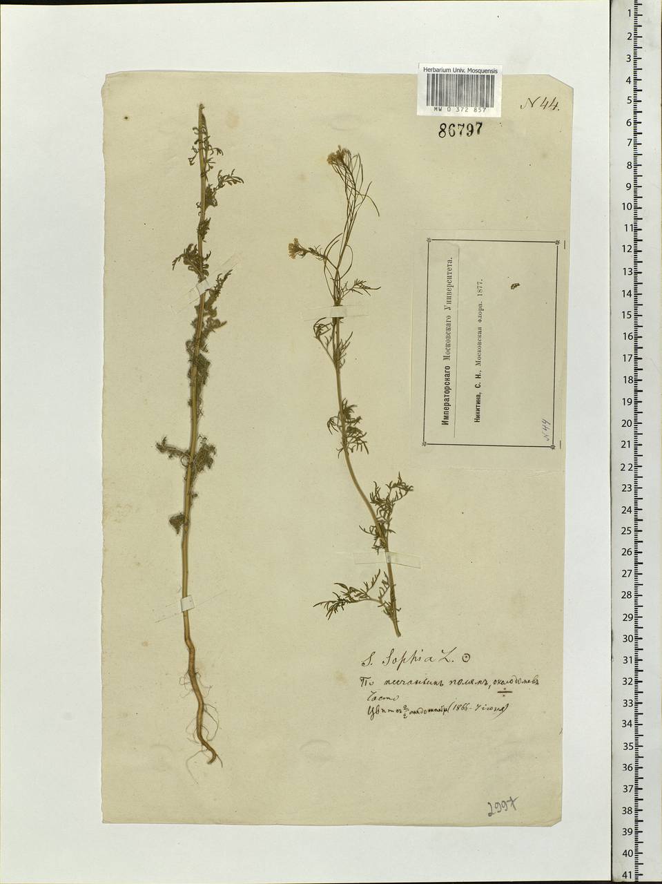 Descurainia sophia (L.) Webb ex Prantl, Eastern Europe, Moscow region (E4a) (Russia)