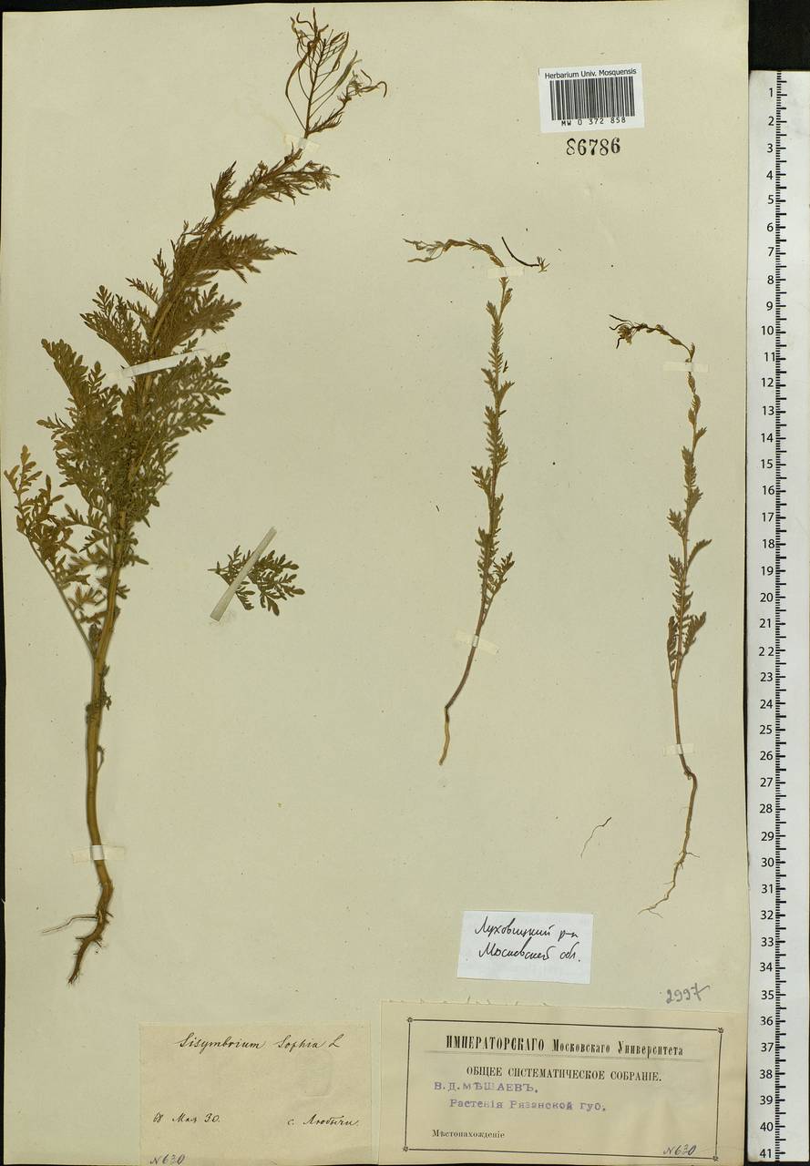 Descurainia sophia (L.) Webb ex Prantl, Eastern Europe, Moscow region (E4a) (Russia)
