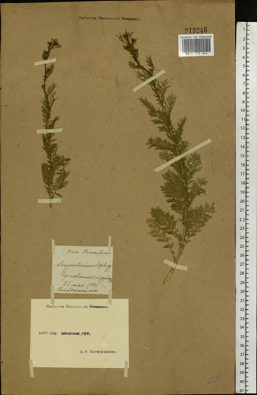 Descurainia sophia (L.) Webb ex Prantl, Eastern Europe, Moscow region (E4a) (Russia)