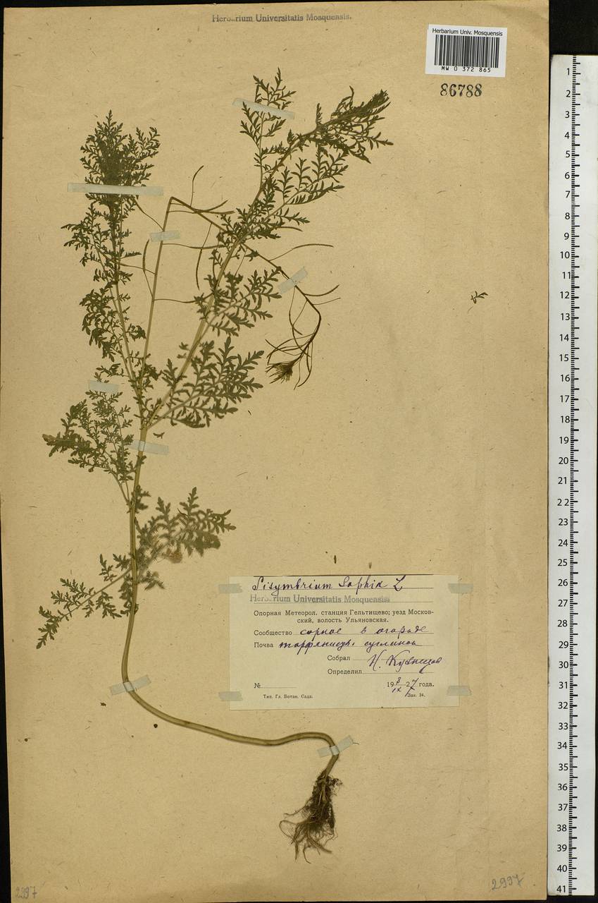 Descurainia sophia (L.) Webb ex Prantl, Eastern Europe, Moscow region (E4a) (Russia)