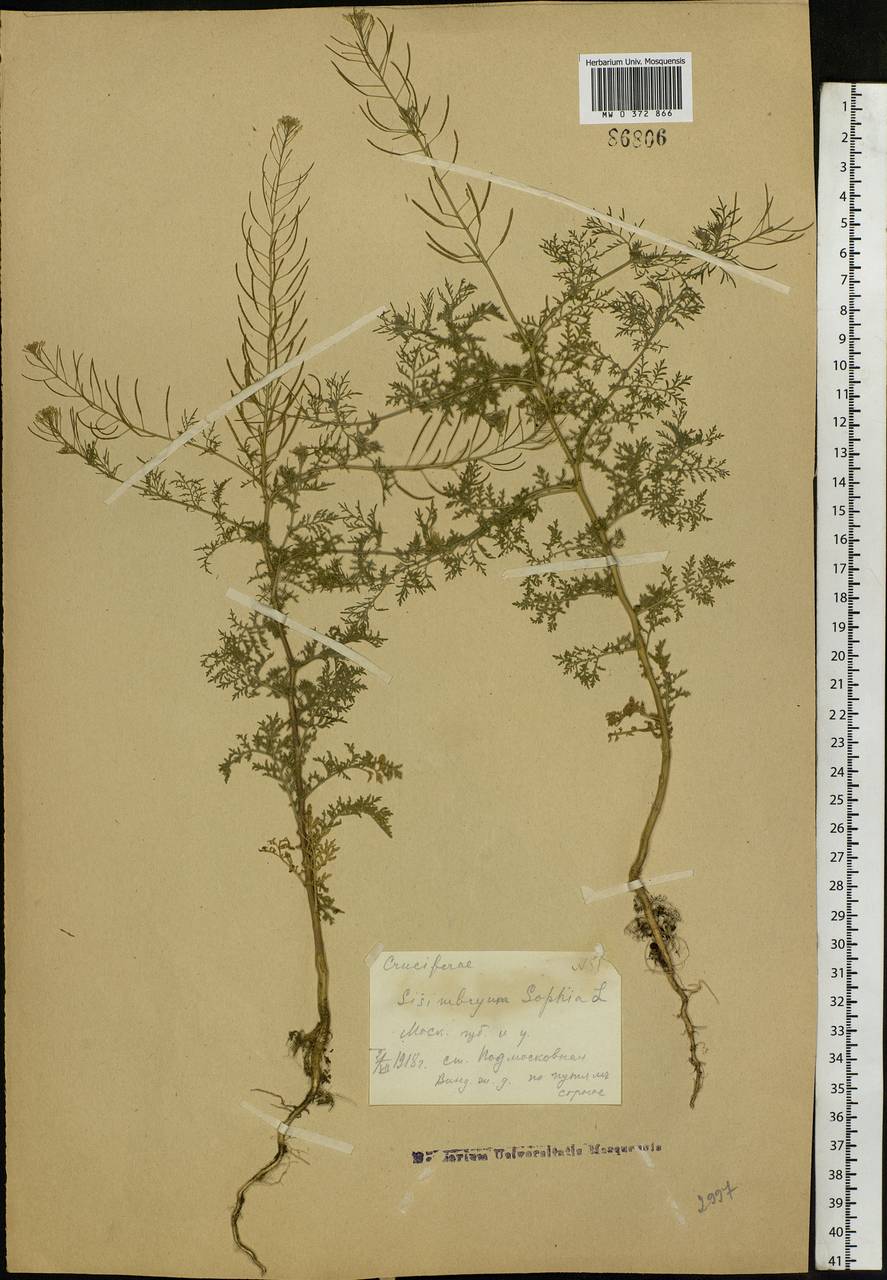 Descurainia sophia (L.) Webb ex Prantl, Eastern Europe, Moscow region (E4a) (Russia)