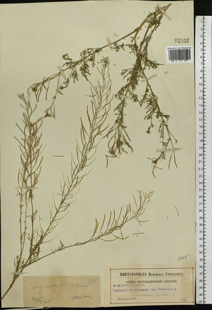 Descurainia sophia (L.) Webb ex Prantl, Eastern Europe, Moscow region (E4a) (Russia)