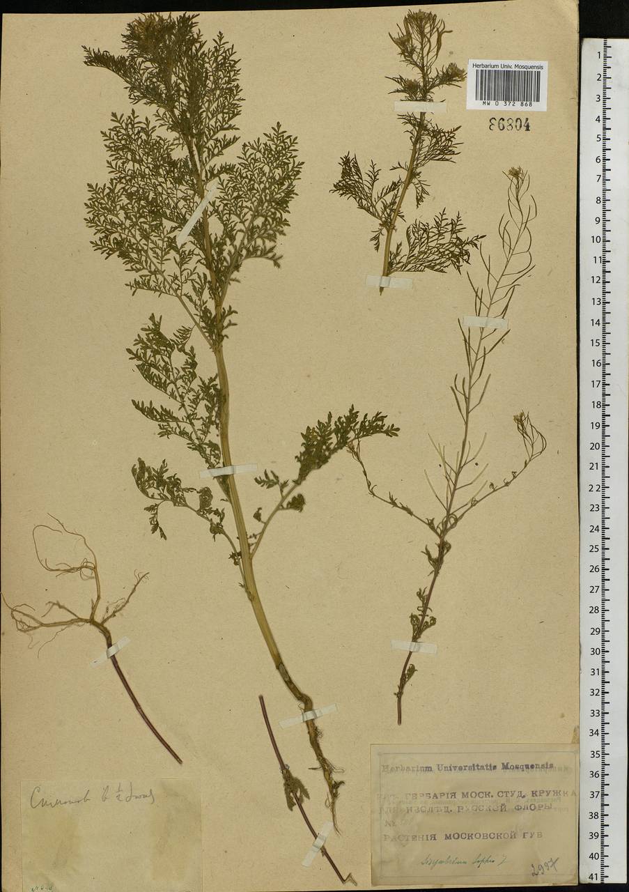 Descurainia sophia (L.) Webb ex Prantl, Eastern Europe, Moscow region (E4a) (Russia)