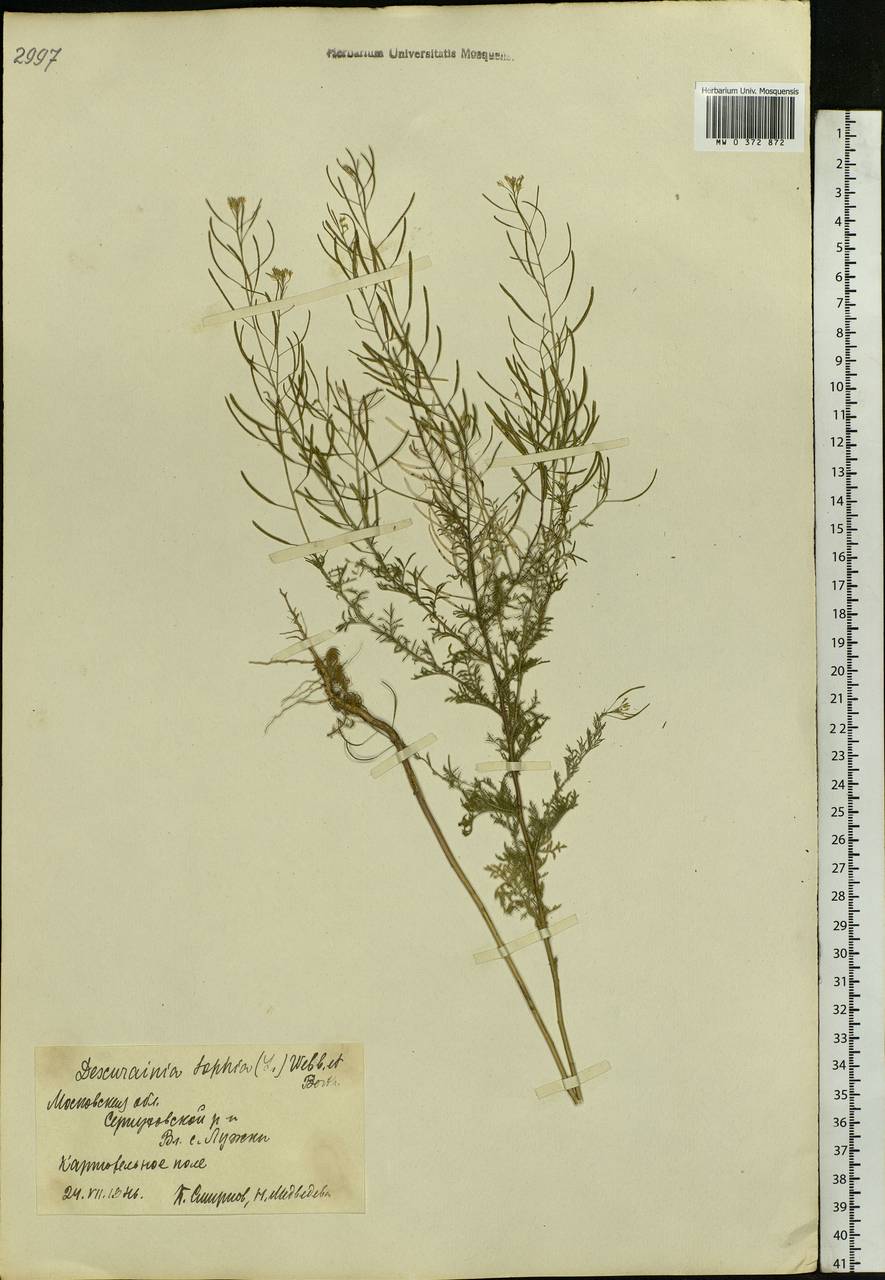 Descurainia sophia (L.) Webb ex Prantl, Eastern Europe, Moscow region (E4a) (Russia)