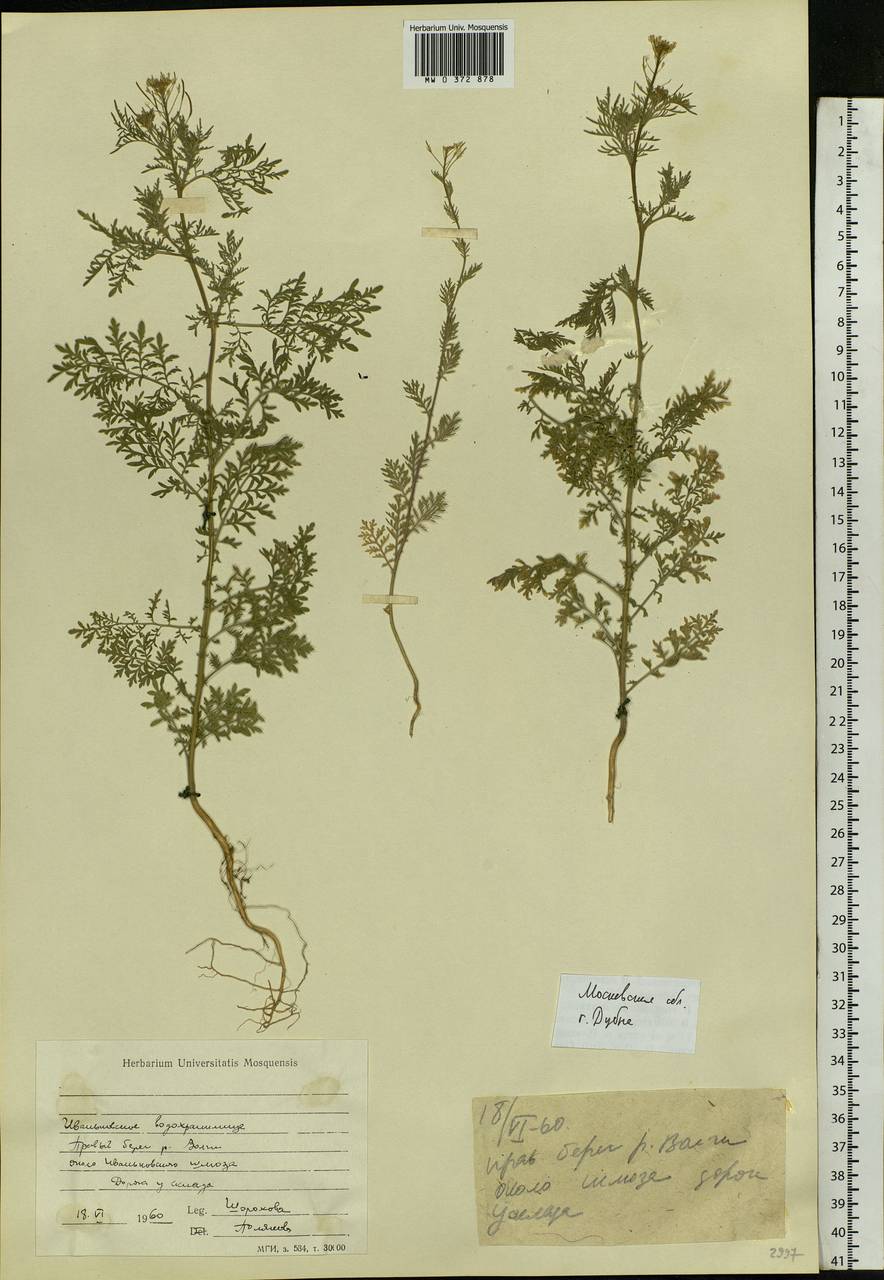 Descurainia sophia (L.) Webb ex Prantl, Eastern Europe, Moscow region (E4a) (Russia)
