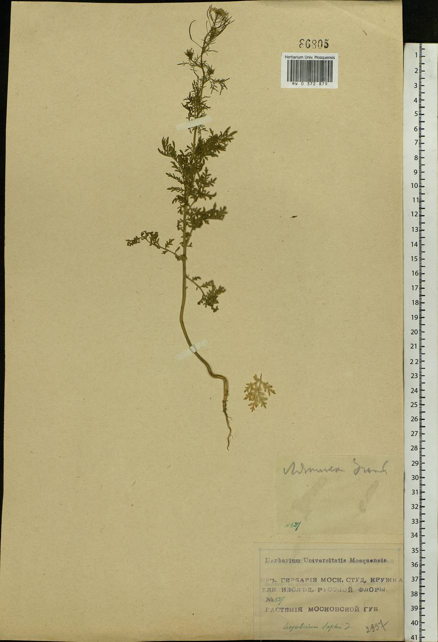 Descurainia sophia (L.) Webb ex Prantl, Eastern Europe, Moscow region (E4a) (Russia)