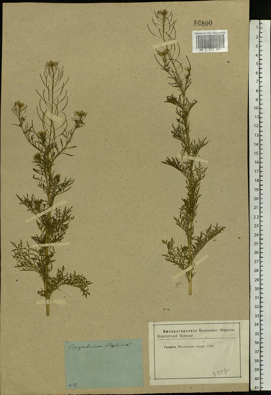 Descurainia sophia (L.) Webb ex Prantl, Eastern Europe, Moscow region (E4a) (Russia)