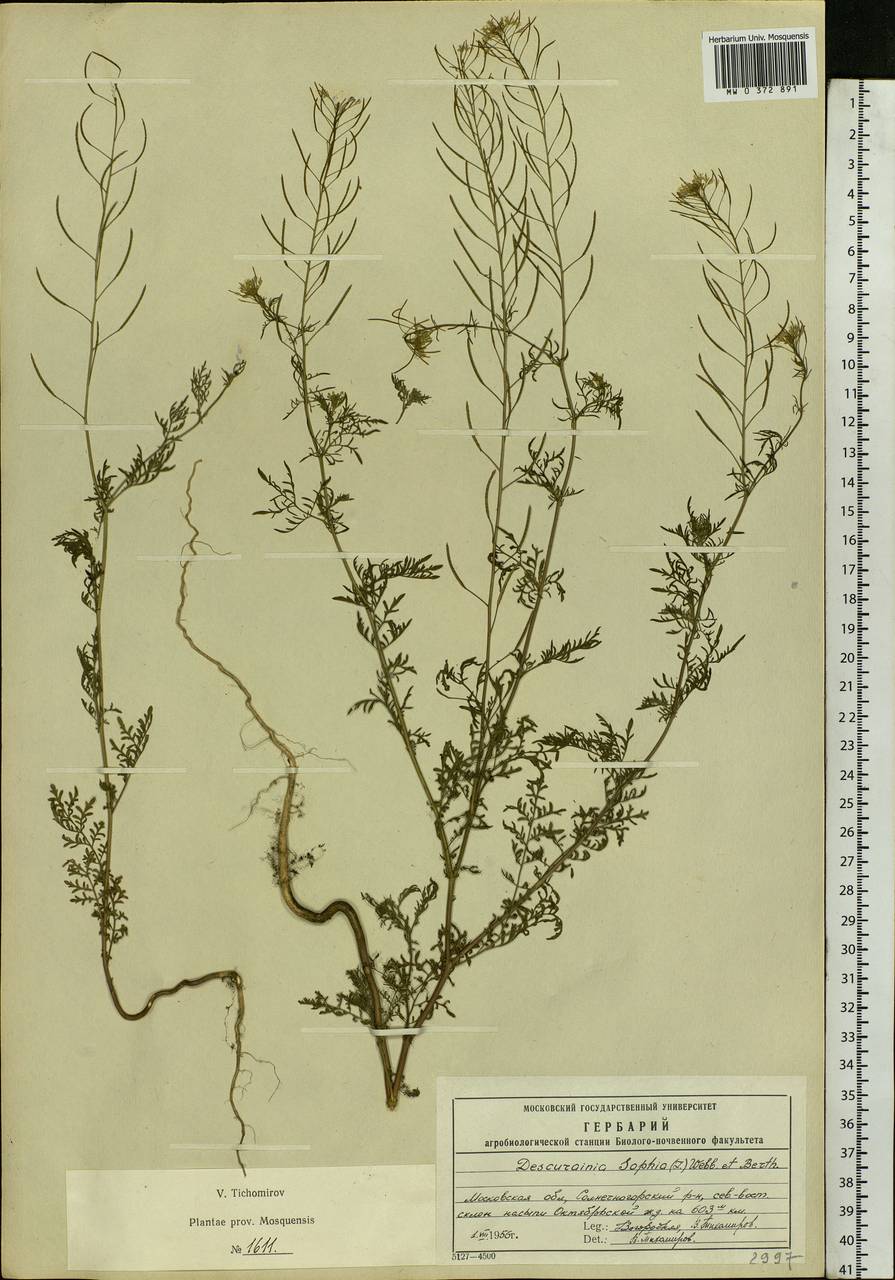 Descurainia sophia (L.) Webb ex Prantl, Eastern Europe, Moscow region (E4a) (Russia)