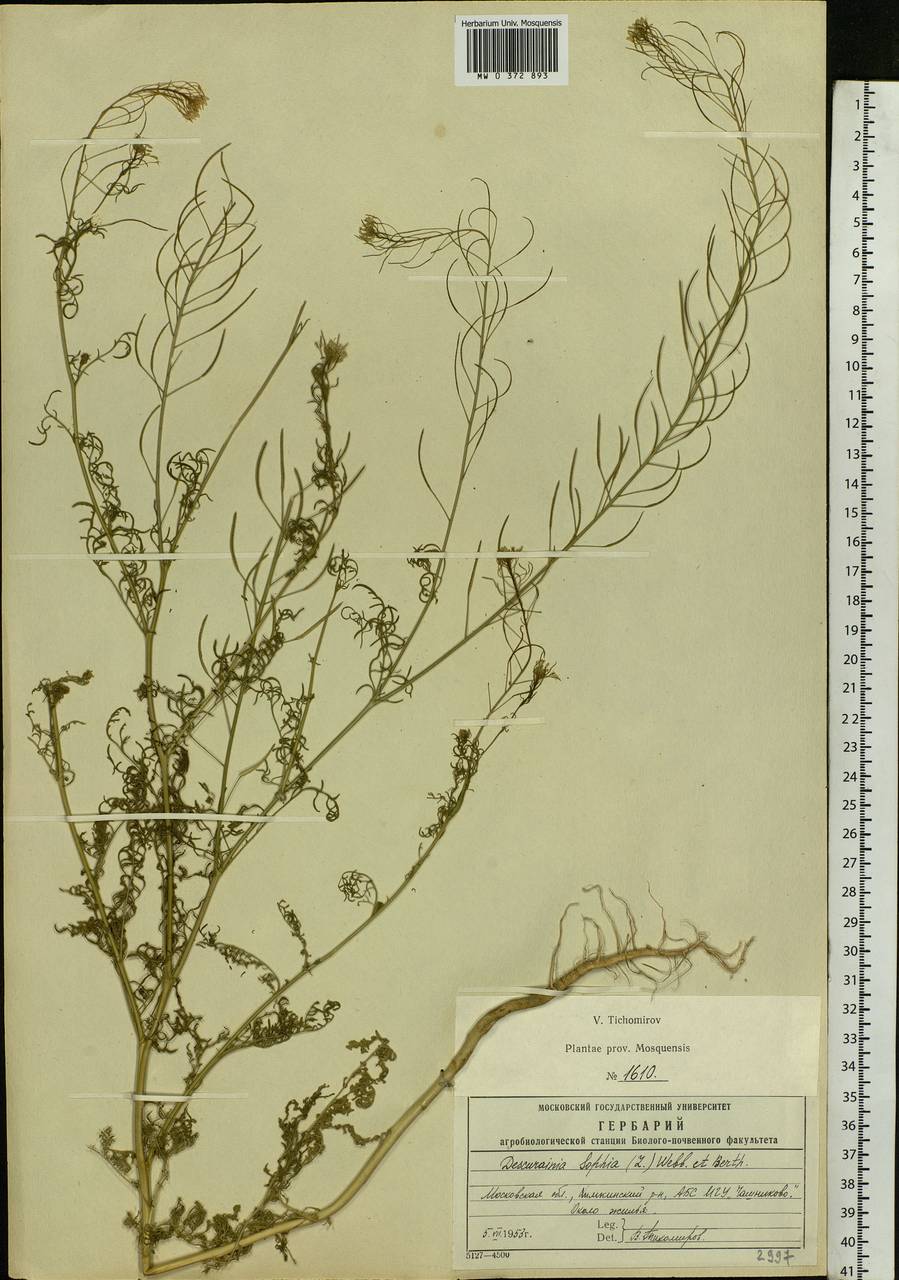 Descurainia sophia (L.) Webb ex Prantl, Eastern Europe, Moscow region (E4a) (Russia)