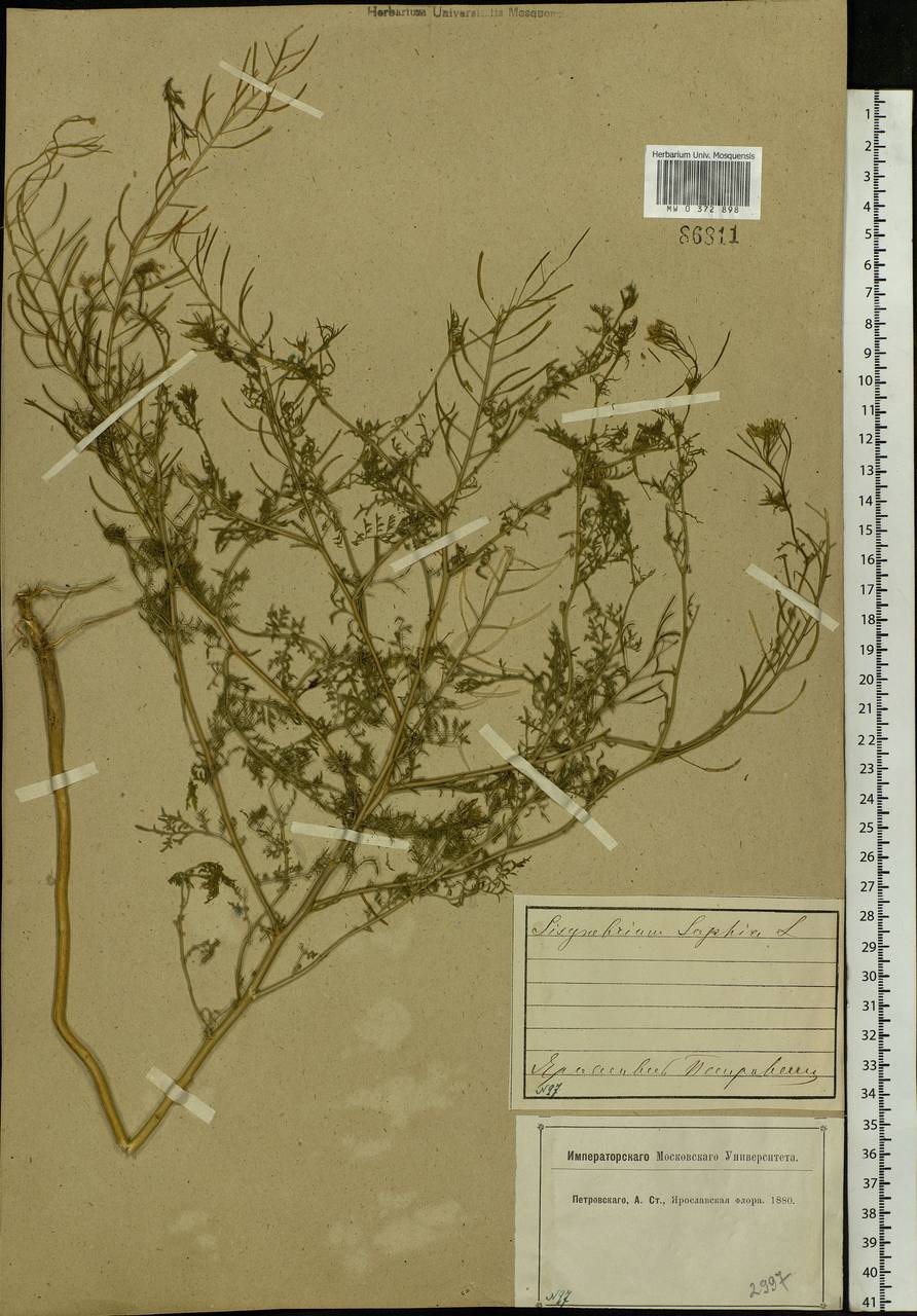 Descurainia sophia (L.) Webb ex Prantl, Eastern Europe, Central forest region (E5) (Russia)