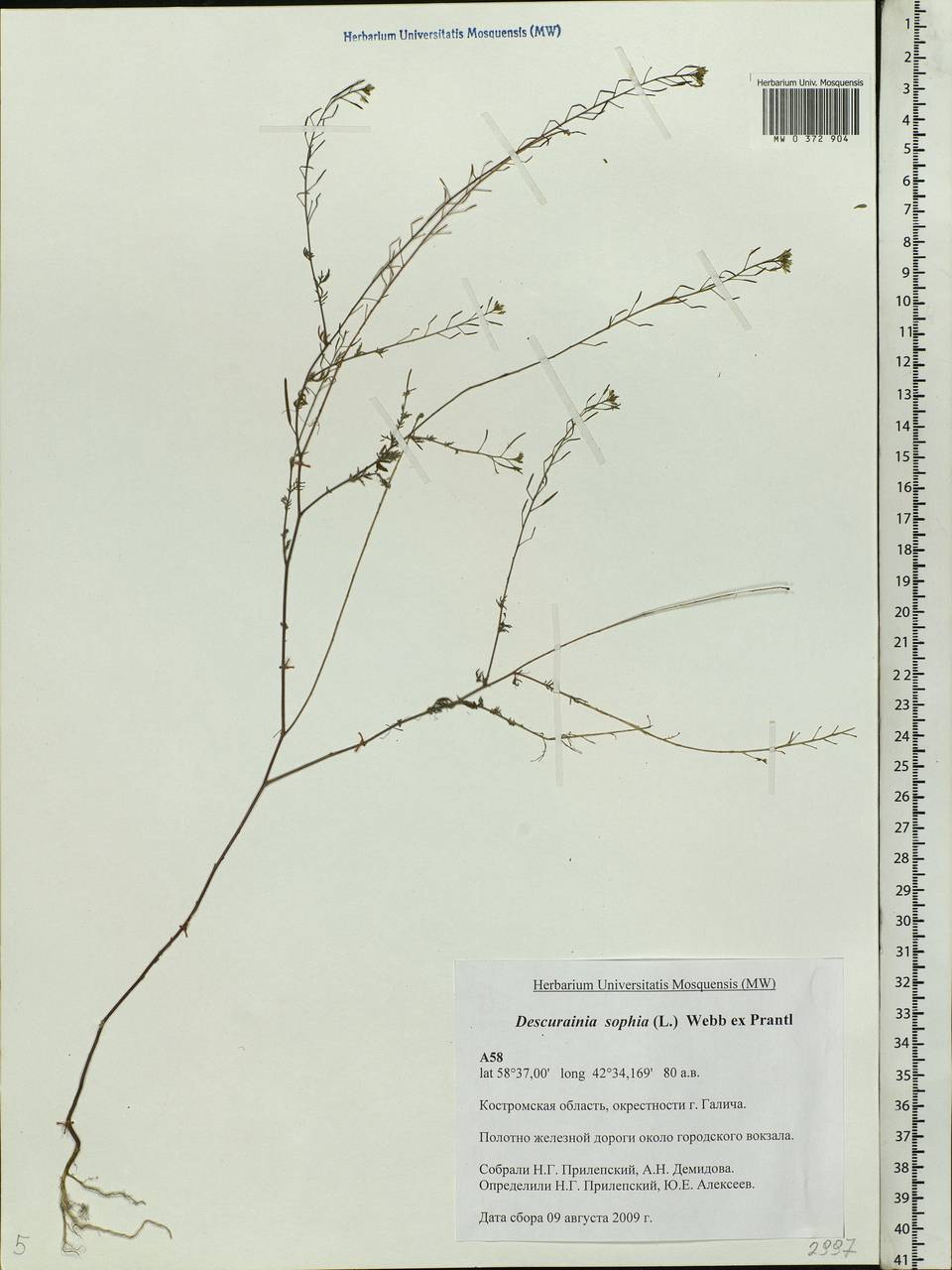 Descurainia sophia (L.) Webb ex Prantl, Eastern Europe, Central forest region (E5) (Russia)