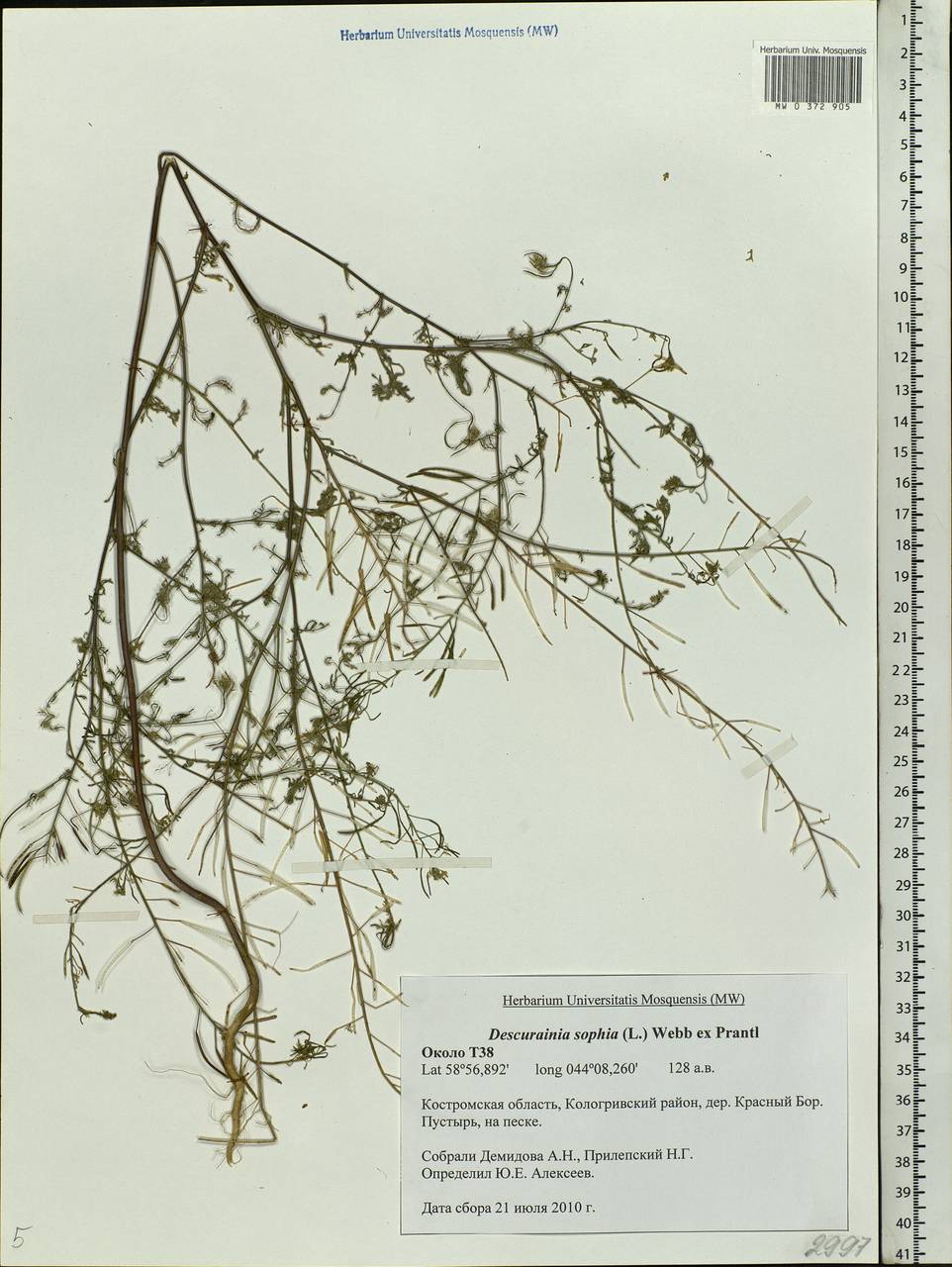 Descurainia sophia (L.) Webb ex Prantl, Eastern Europe, Central forest region (E5) (Russia)