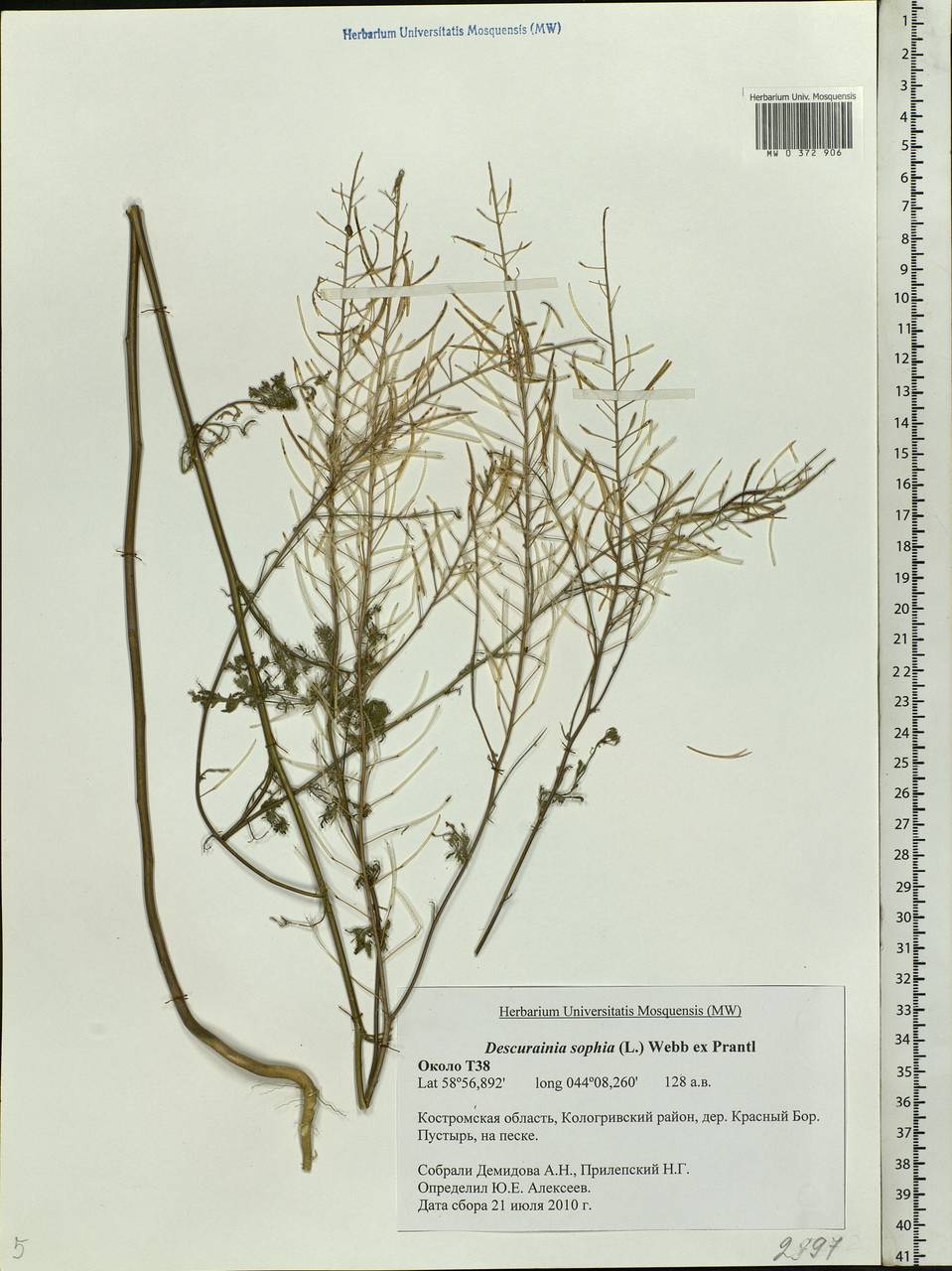 Descurainia sophia (L.) Webb ex Prantl, Eastern Europe, Central forest region (E5) (Russia)