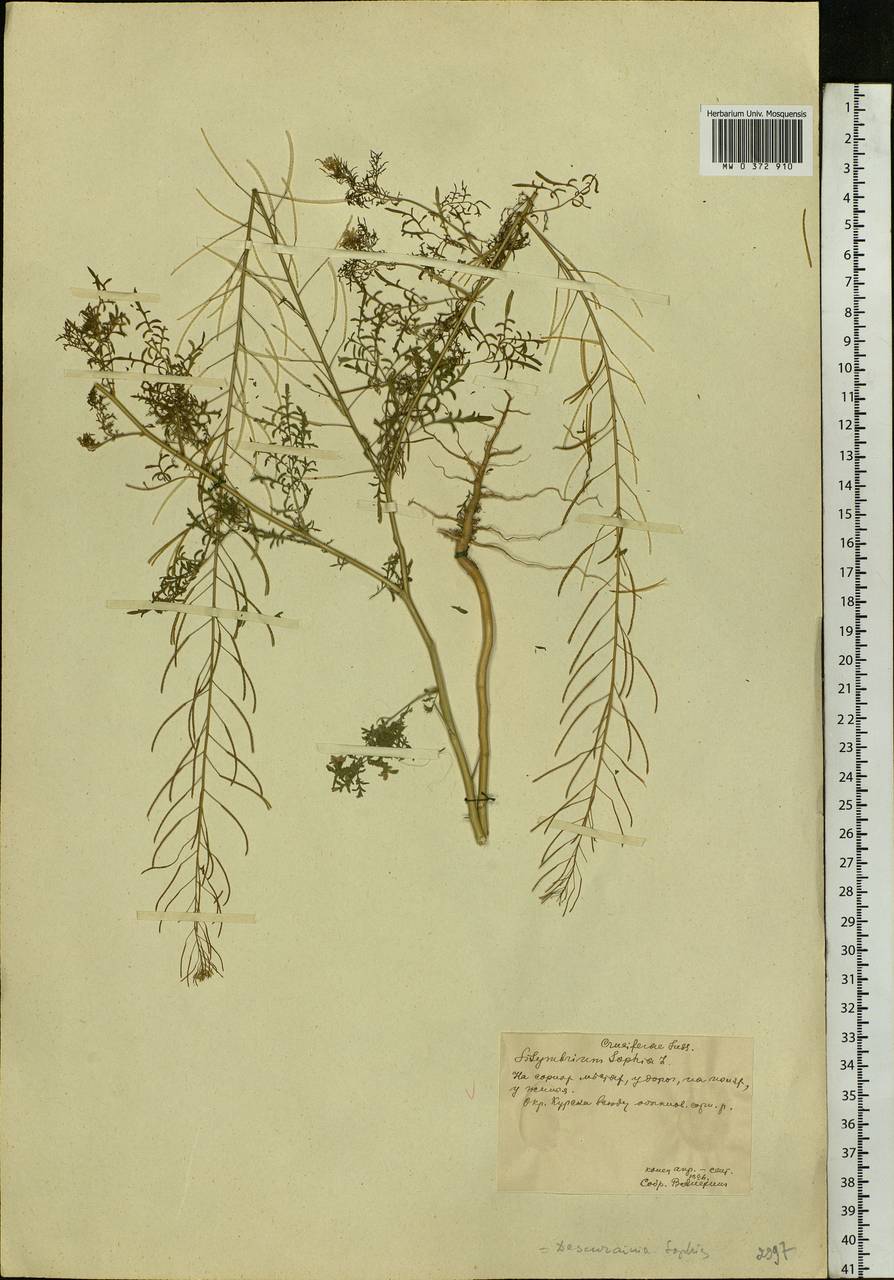Descurainia sophia (L.) Webb ex Prantl, Eastern Europe, Central forest-and-steppe region (E6) (Russia)