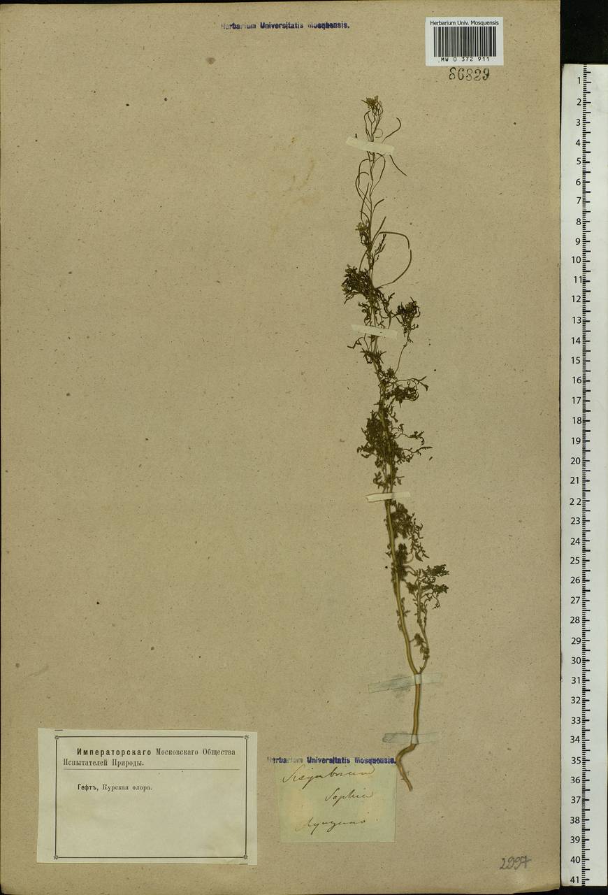 Descurainia sophia (L.) Webb ex Prantl, Eastern Europe, Central forest-and-steppe region (E6) (Russia)