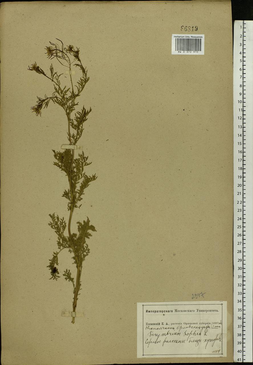 Descurainia sophia (L.) Webb ex Prantl, Eastern Europe, Central forest-and-steppe region (E6) (Russia)