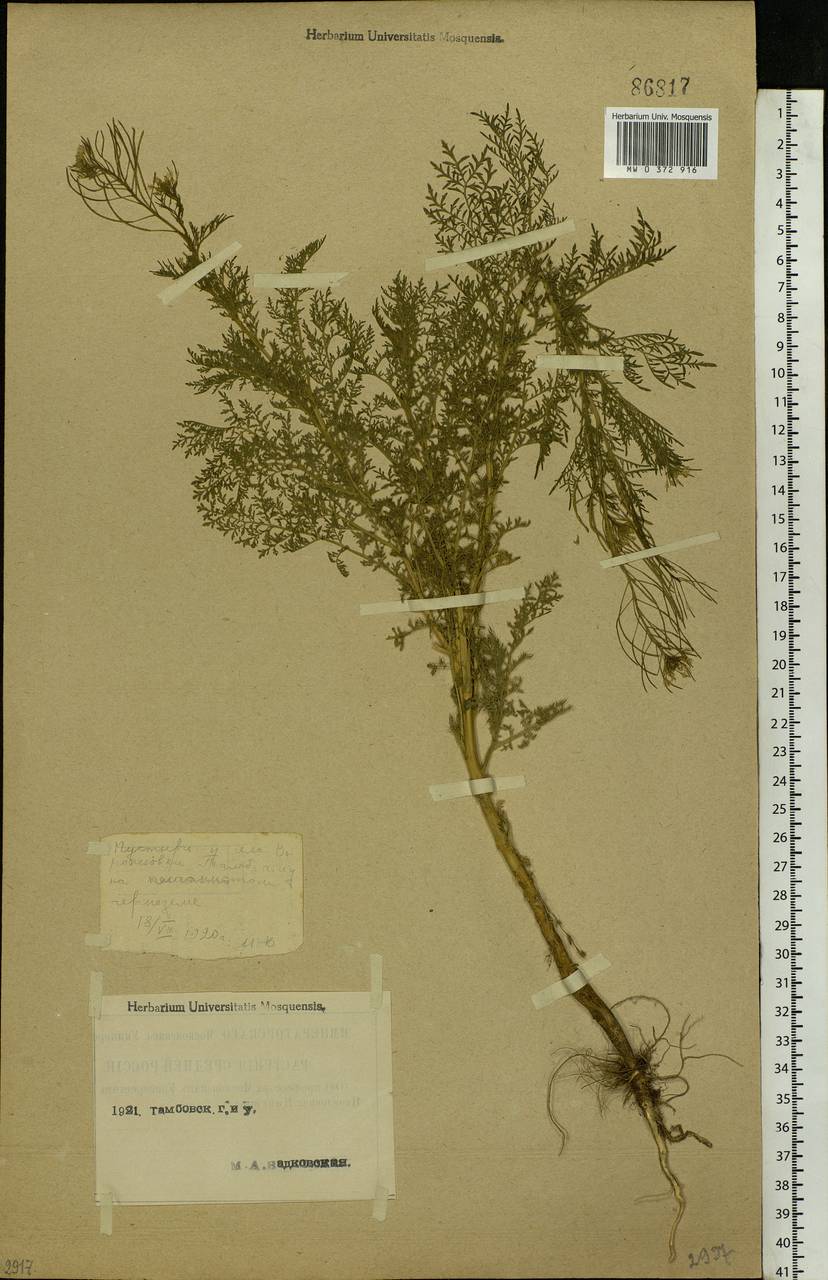 Descurainia sophia (L.) Webb ex Prantl, Eastern Europe, Central forest-and-steppe region (E6) (Russia)