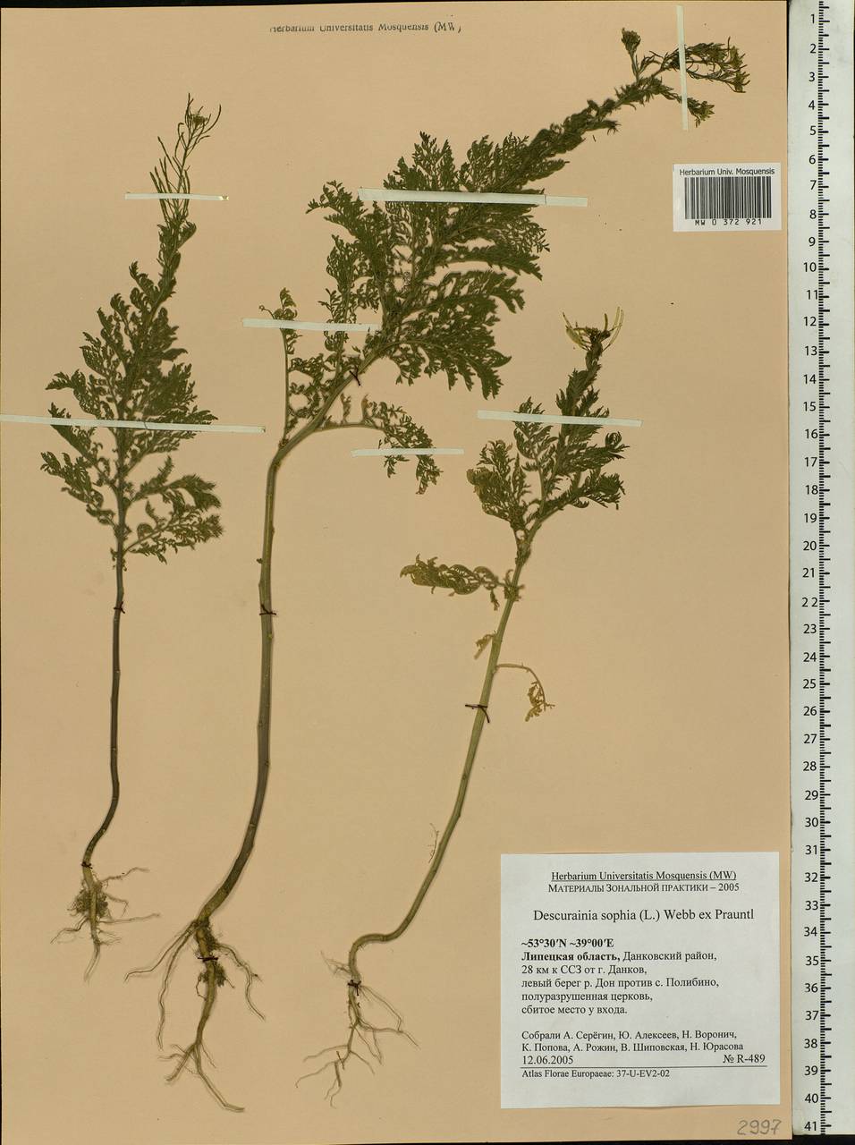 Descurainia sophia (L.) Webb ex Prantl, Eastern Europe, Central forest-and-steppe region (E6) (Russia)