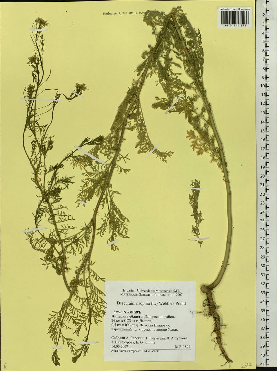 Descurainia sophia (L.) Webb ex Prantl, Eastern Europe, Central forest-and-steppe region (E6) (Russia)