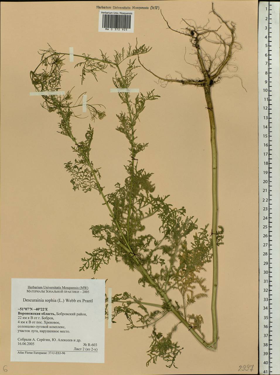 Descurainia sophia (L.) Webb ex Prantl, Eastern Europe, Central forest-and-steppe region (E6) (Russia)